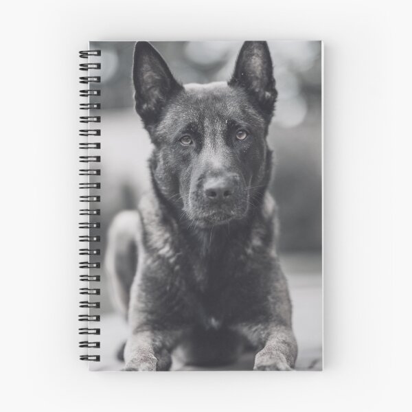 Item preview, Black And White Belgian Malinois Photo designed and sold by TheAnimalZ00.