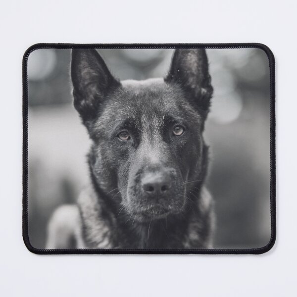 Item preview, Black And White Belgian Malinois Photo designed and sold by TheAnimalZ00.