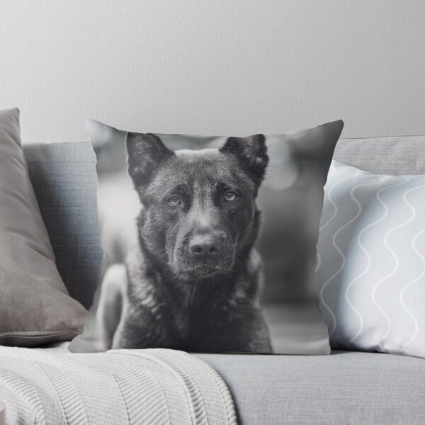 Item preview, Black And White Belgian Malinois Photo designed and sold by TheAnimalZ00.