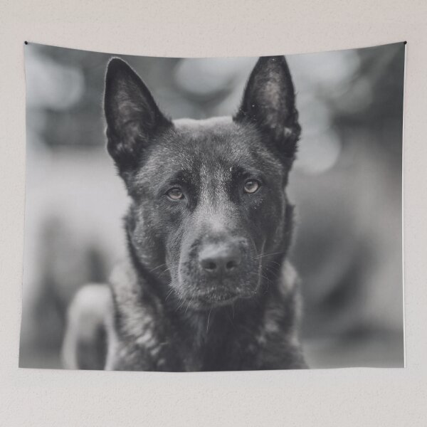 Item preview, Black And White Belgian Malinois Photo designed and sold by TheAnimalZ00.