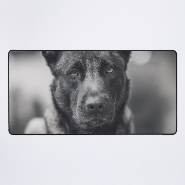 Item preview, Black And White Belgian Malinois Photo designed and sold by TheAnimalZ00.