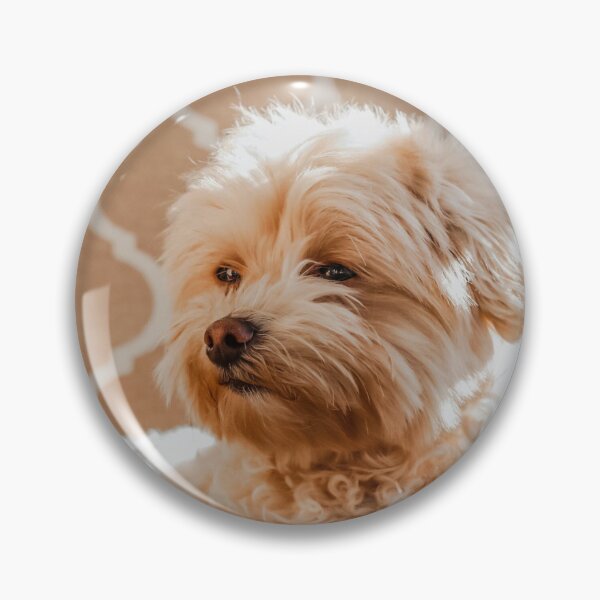 Item preview, Maltipoo Photo designed and sold by TheAnimalZ00.