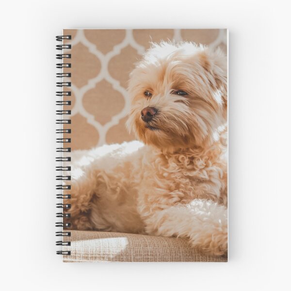 Item preview, Maltipoo Photo designed and sold by TheAnimalZ00.