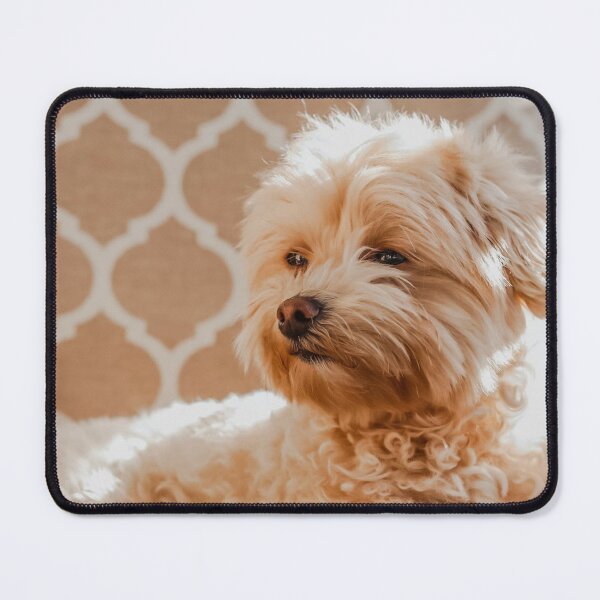 Item preview, Maltipoo Photo designed and sold by TheAnimalZ00.