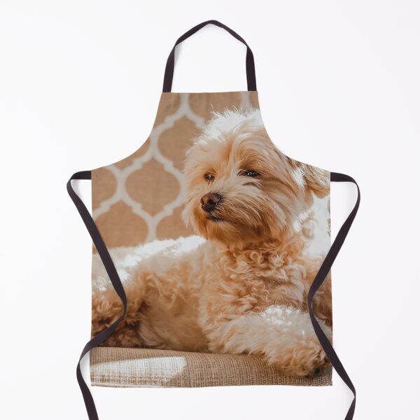 Item preview, Maltipoo Photo designed and sold by TheAnimalZ00.