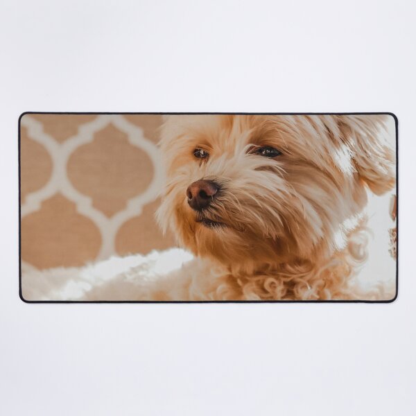 Item preview, Maltipoo Photo designed and sold by TheAnimalZ00.