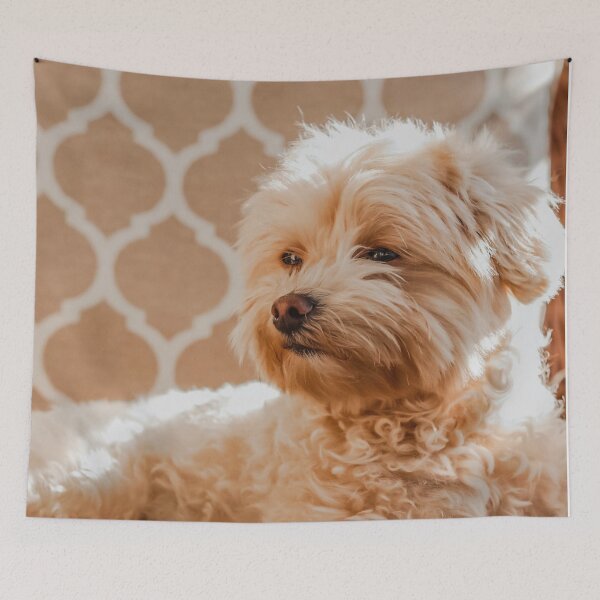 Item preview, Maltipoo Photo designed and sold by TheAnimalZ00.
