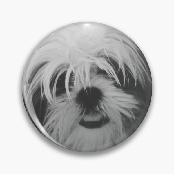 Item preview, Black And White Shih Tzu Photo designed and sold by TheAnimalZ00.