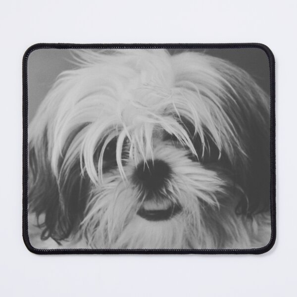 Item preview, Black And White Shih Tzu Photo designed and sold by TheAnimalZ00.