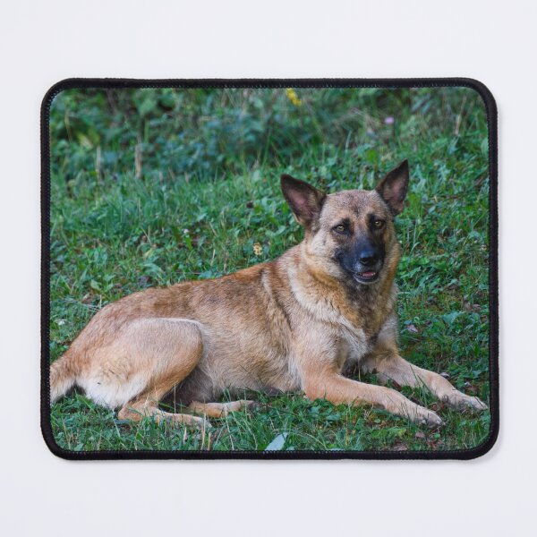 Item preview, Belgian Malinois designed and sold by TheAnimalZ00.