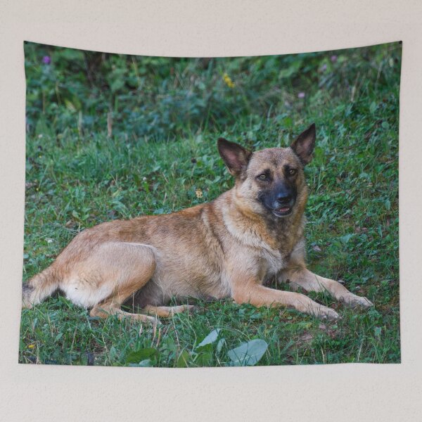 Item preview, Belgian Malinois designed and sold by TheAnimalZ00.