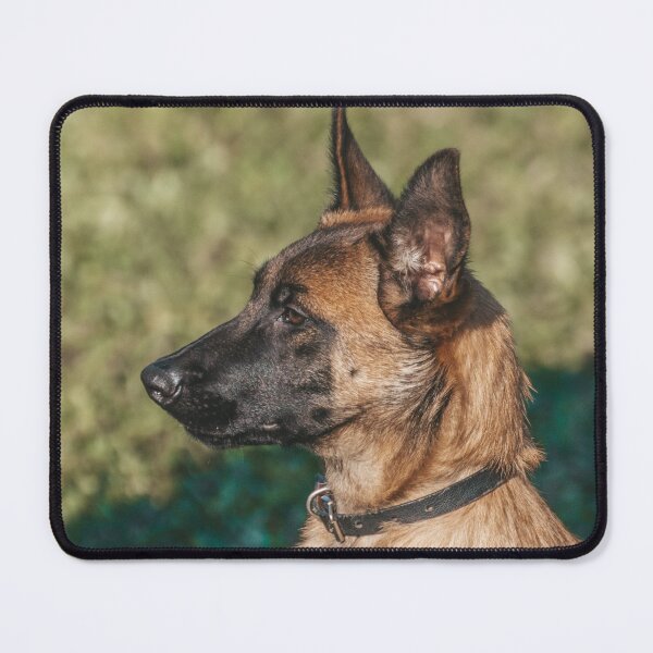 Item preview, Belgian Malinois Picture designed and sold by TheAnimalZ00.