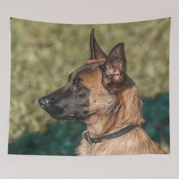 Item preview, Belgian Malinois Picture designed and sold by TheAnimalZ00.
