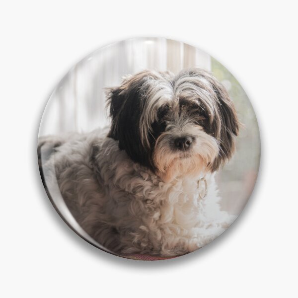 Item preview, Cute Shih Tzu  designed and sold by TheAnimalZ00.