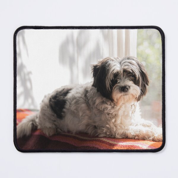Item preview, Cute Shih Tzu  designed and sold by TheAnimalZ00.
