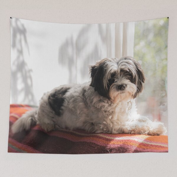 Item preview, Cute Shih Tzu  designed and sold by TheAnimalZ00.