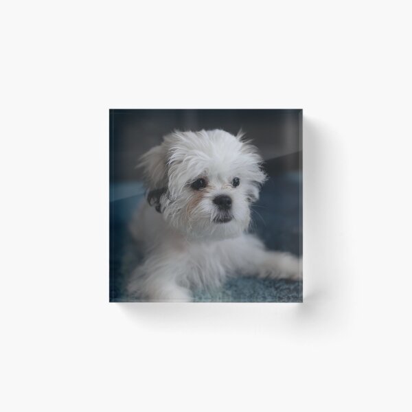 Item preview, Shih Tzu Dog designed and sold by TheAnimalZ00.