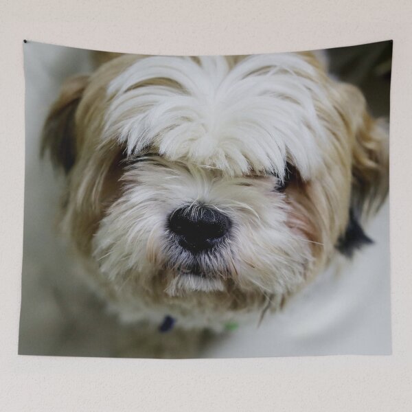 Item preview, Closeup of Shih Tzu Face designed and sold by TheAnimalZ00.