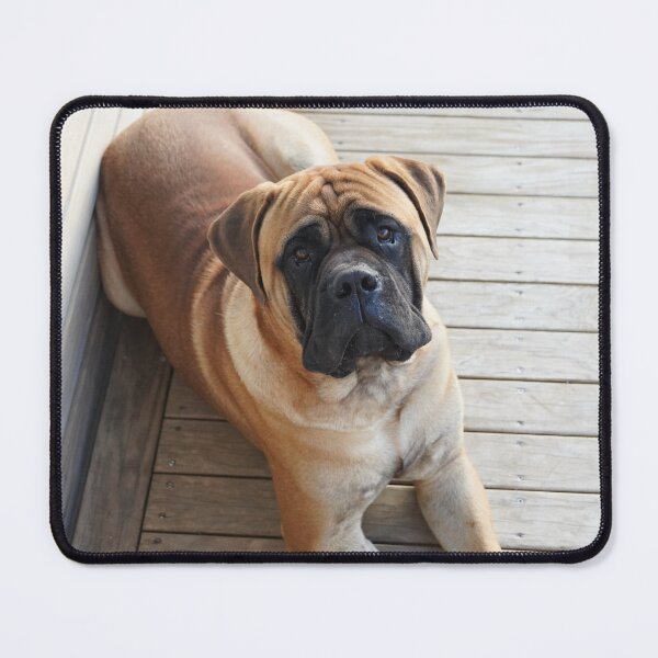 Item preview, Cute Bullmastiff Photo designed and sold by TheAnimalZ00.