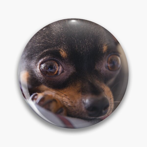 Item preview, Cute Chihuahua Photo designed and sold by TheAnimalZ00.