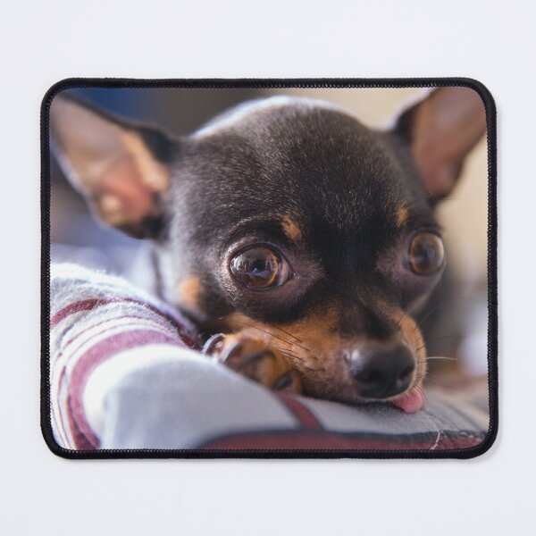 Item preview, Cute Chihuahua Photo designed and sold by TheAnimalZ00.