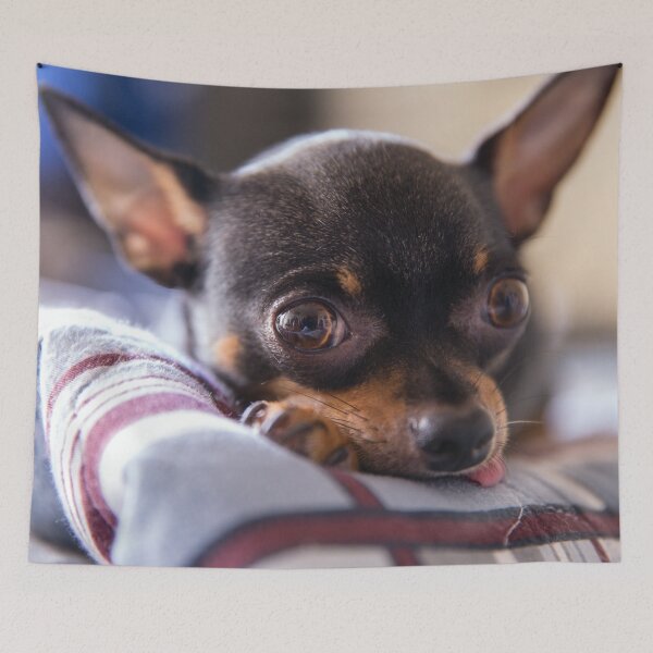 Item preview, Cute Chihuahua Photo designed and sold by TheAnimalZ00.