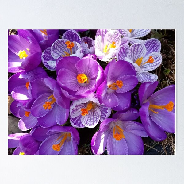 Item preview,  flowering crocuses designed and sold by AidaArt.