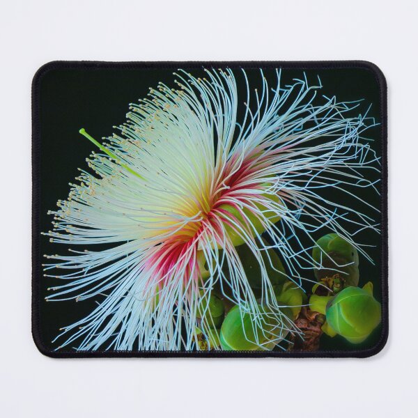 Item preview, Careya arborea Its common English names include wild guava, Ceylon oak, patana oak. Showing both small and big bud flowers, round green, Composed of white blossoming. designed and sold by MiMee4451.