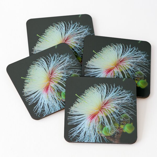 Item preview, Careya arborea Its common English names include wild guava, Ceylon oak, patana oak. Showing both small and big bud flowers, round green, Composed of white blossoming. designed and sold by MiMee4451.