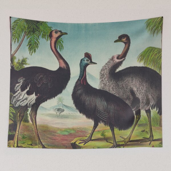 Item preview, Vintage Illustration of Ostriches (1874) designed and sold by BravuraMedia.