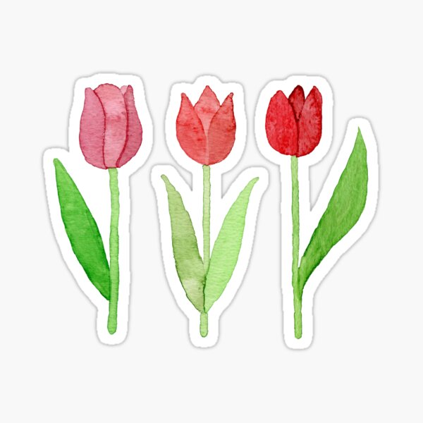 Set of Red Tulip flowers watercolor painting Sticker