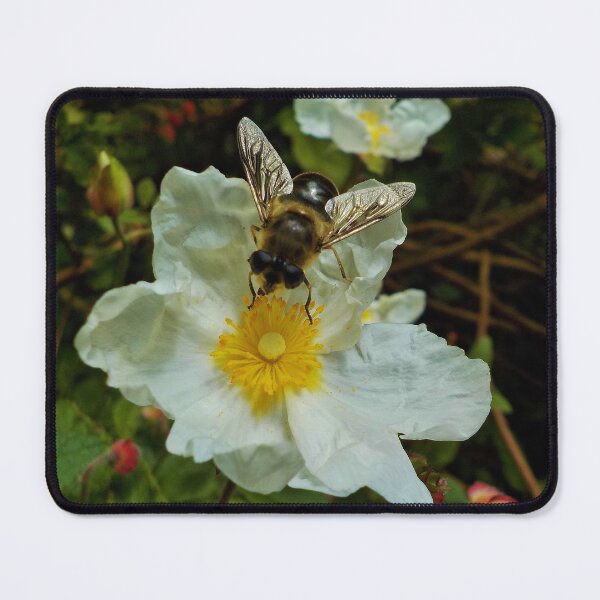 Item preview, Bee on Cistus Flower designed and sold by lezvee.