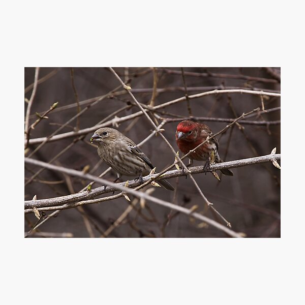 Item preview, House Finch Pair designed and sold by John Absher.