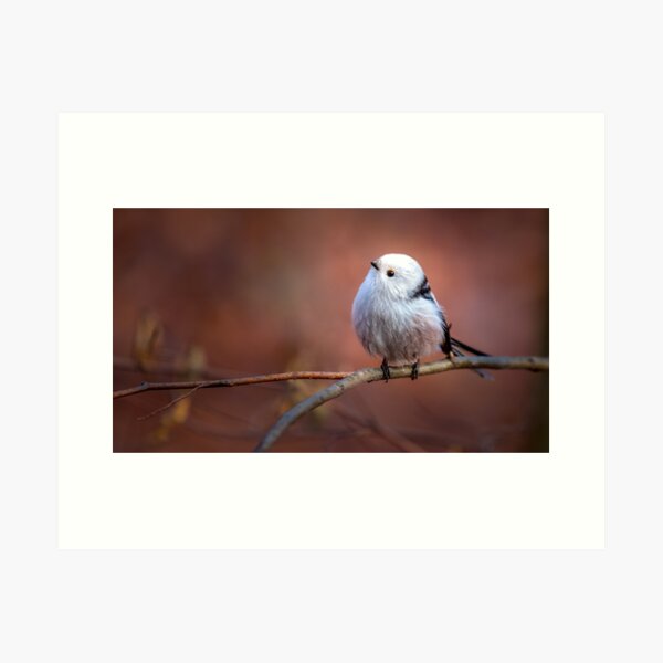 Item preview, Long-tailed tit designed and sold by Wojtek Rygielski.