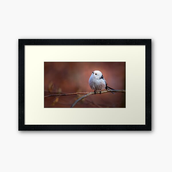 Item preview, Long-tailed tit designed and sold by Wojtek Rygielski.