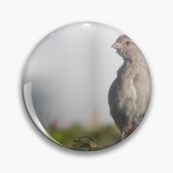 Item preview, Eurasian tree sparrow designed and sold by Calidris Fotografie Steffi & Ben Köppler.