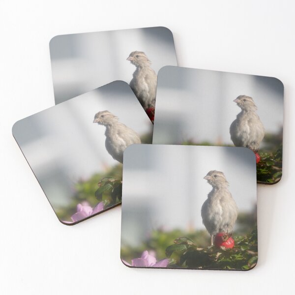 Item preview, Eurasian tree sparrow designed and sold by Calidris Fotografie Steffi & Ben Köppler.