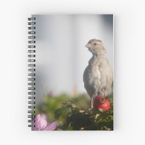 Item preview, Eurasian tree sparrow designed and sold by Calidris Fotografie Steffi & Ben Köppler.