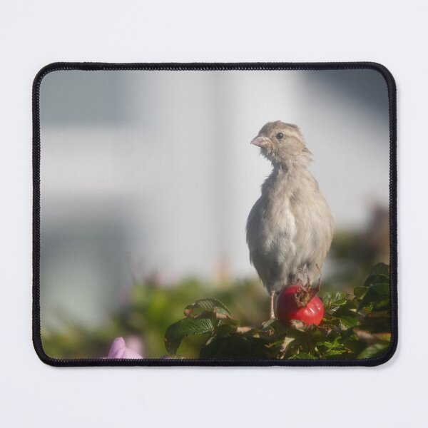 Item preview, Eurasian tree sparrow designed and sold by Calidris Fotografie Steffi & Ben Köppler.