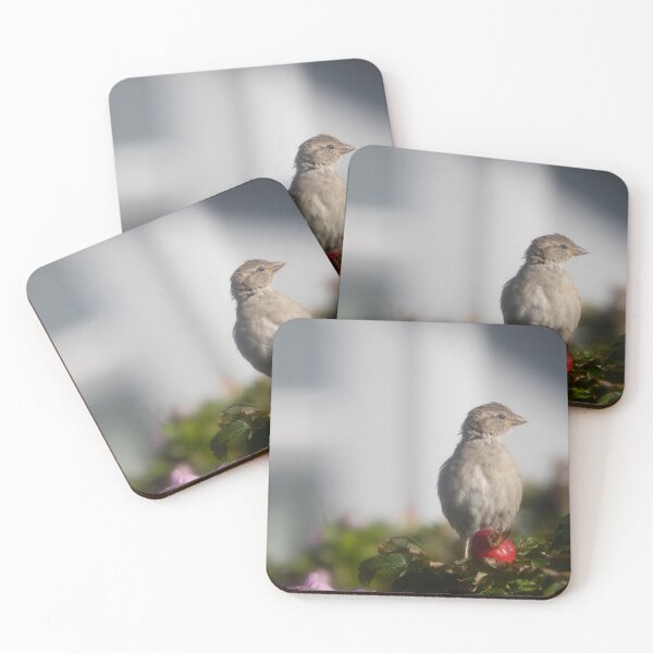 Item preview, Eurasian tree sparrow designed and sold by Calidris Fotografie Steffi & Ben Köppler.