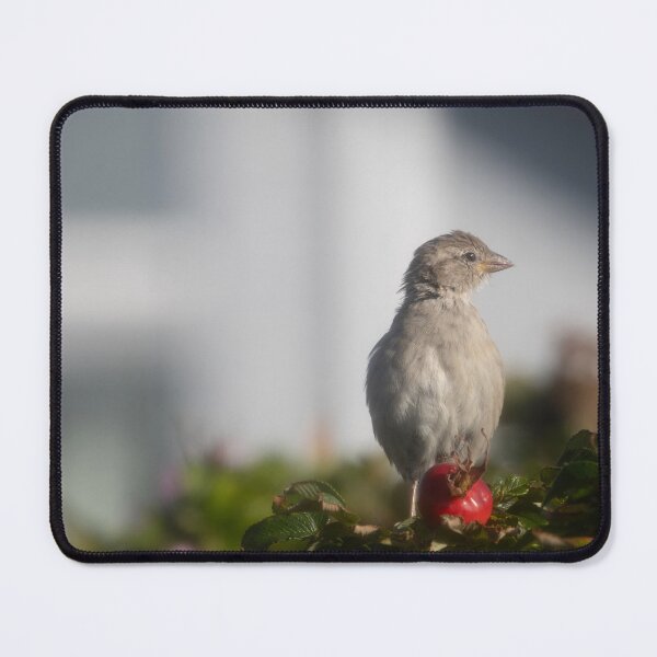 Item preview, Eurasian tree sparrow designed and sold by Calidris Fotografie Steffi & Ben Köppler.