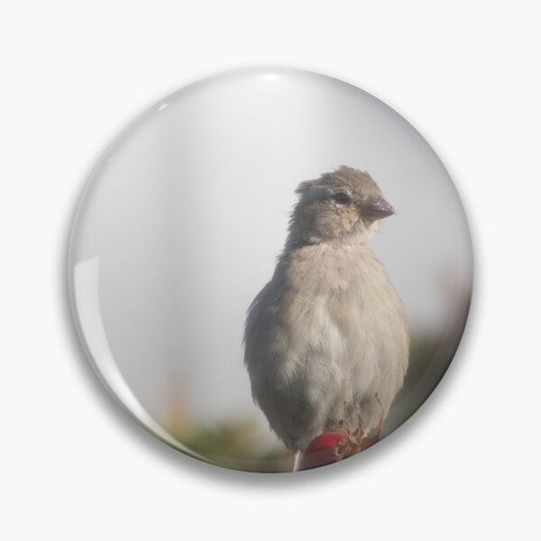 Item preview, Eurasian tree sparrow designed and sold by Calidris Fotografie Steffi & Ben Köppler.