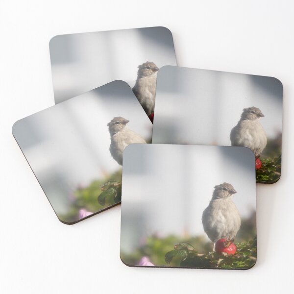 Item preview, Eurasian tree sparrow designed and sold by Calidris Fotografie Steffi & Ben Köppler.