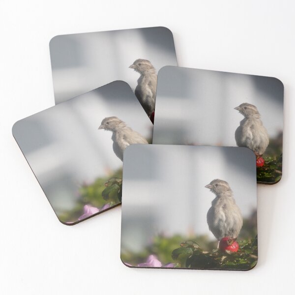 Item preview, Eurasian tree sparrow designed and sold by Calidris Fotografie Steffi & Ben Köppler.