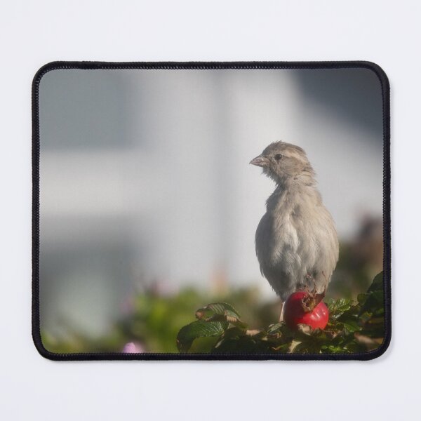 Item preview, Eurasian tree sparrow designed and sold by Calidris Fotografie Steffi & Ben Köppler.