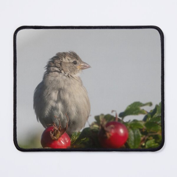 Item preview, Eurasian tree sparrow designed and sold by Calidris Fotografie Steffi & Ben Köppler.