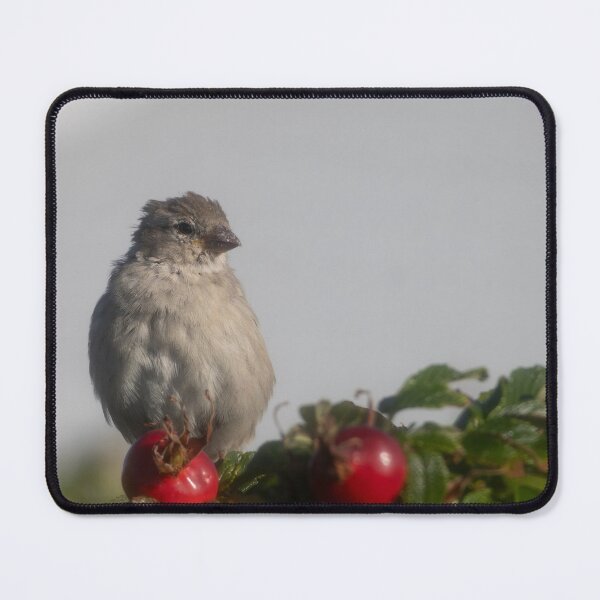 Item preview, Eurasian tree sparrow designed and sold by Calidris Fotografie Steffi & Ben Köppler.