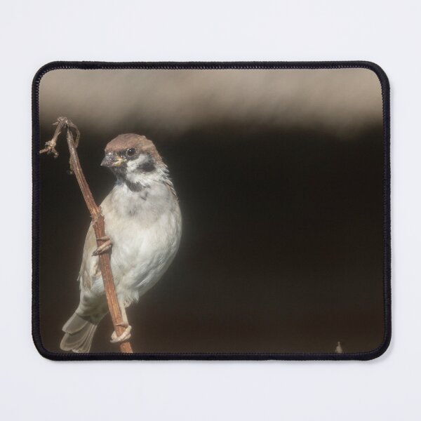 Item preview, Eurasian tree sparrow designed and sold by Calidris Fotografie Steffi & Ben Köppler.