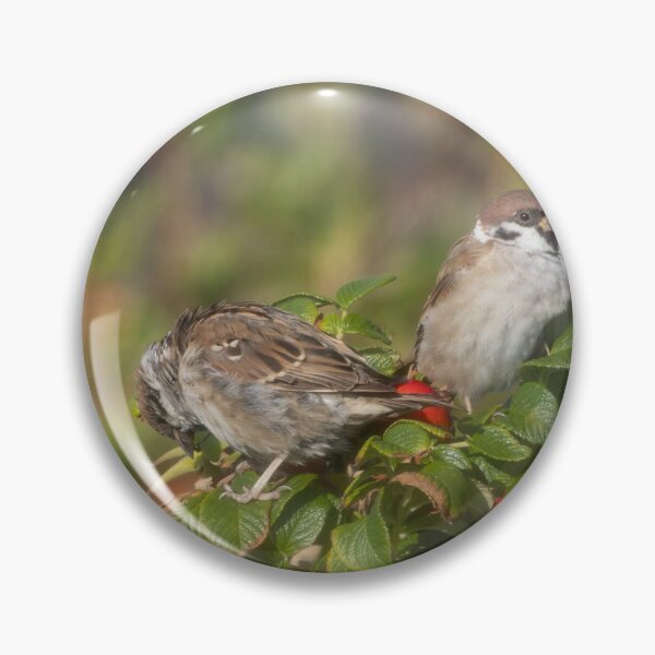 Item preview, Eurasian tree sparrows designed and sold by Calidris Fotografie Steffi & Ben Köppler.