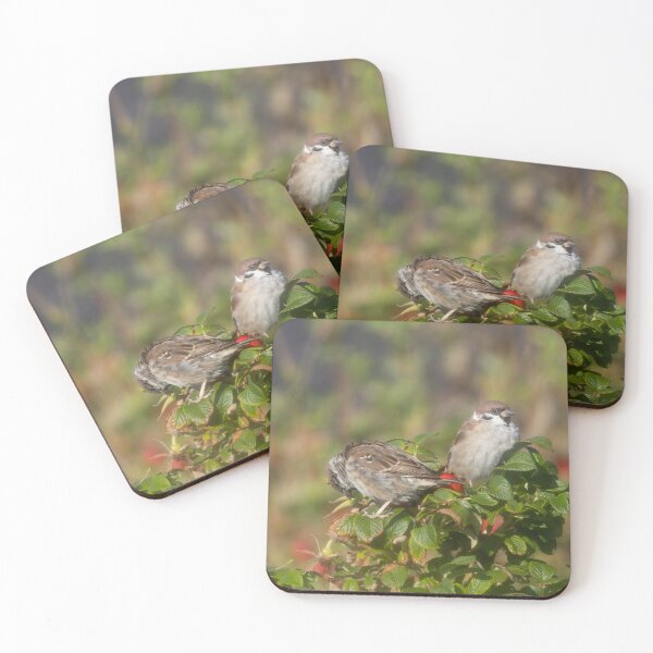 Item preview, Eurasian tree sparrows designed and sold by Calidris Fotografie Steffi & Ben Köppler.